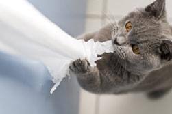 Gato cinzento a roer e a puxar o papel higiénico.