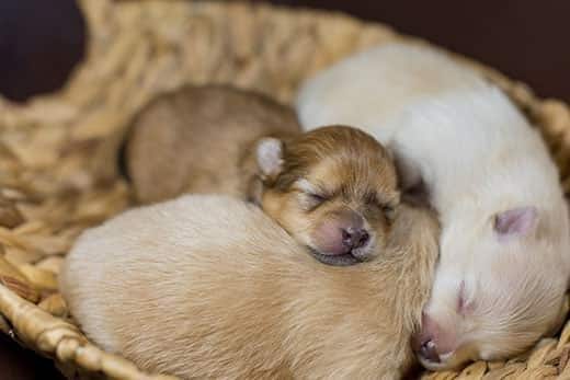 Cachorros Spitz Pomeranian recém-nascidos a dormir juntos num cesto.
