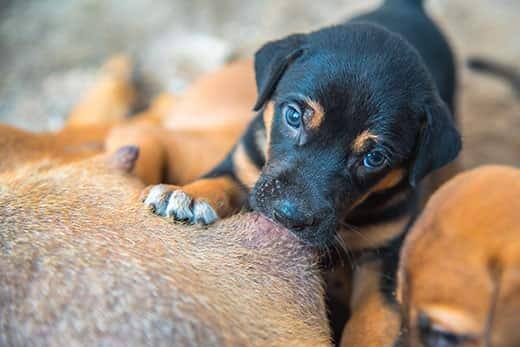 Cachorros recém-nascidos a amamentarem-se na mãe.