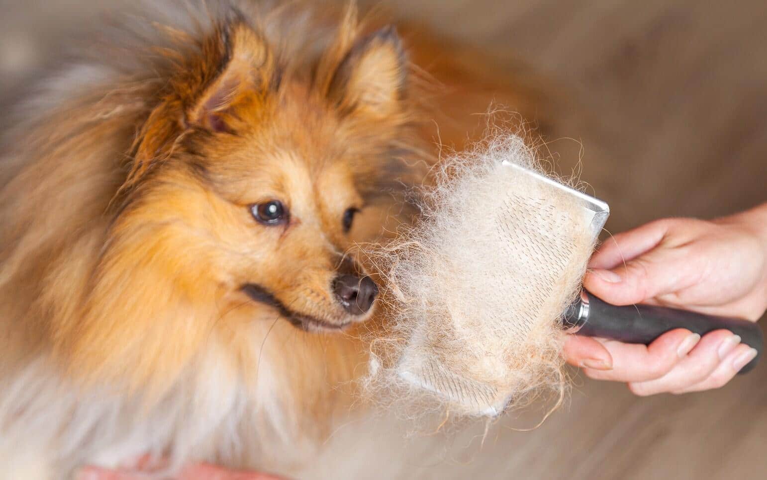 Cão laranja e branco de pelo comprido a ser escovado.