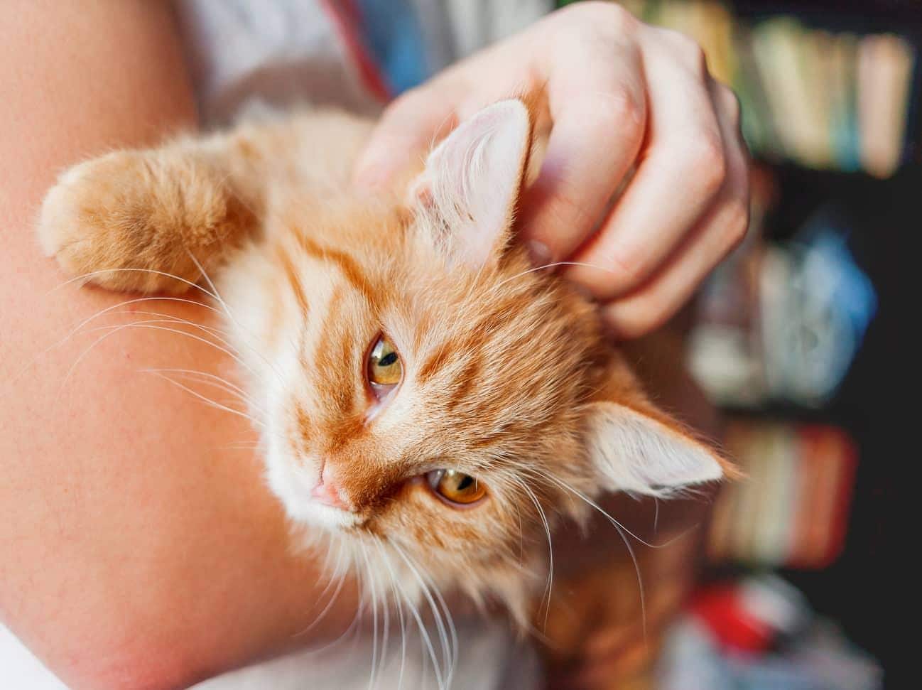 Braços a segurar um gato laranja felpudo