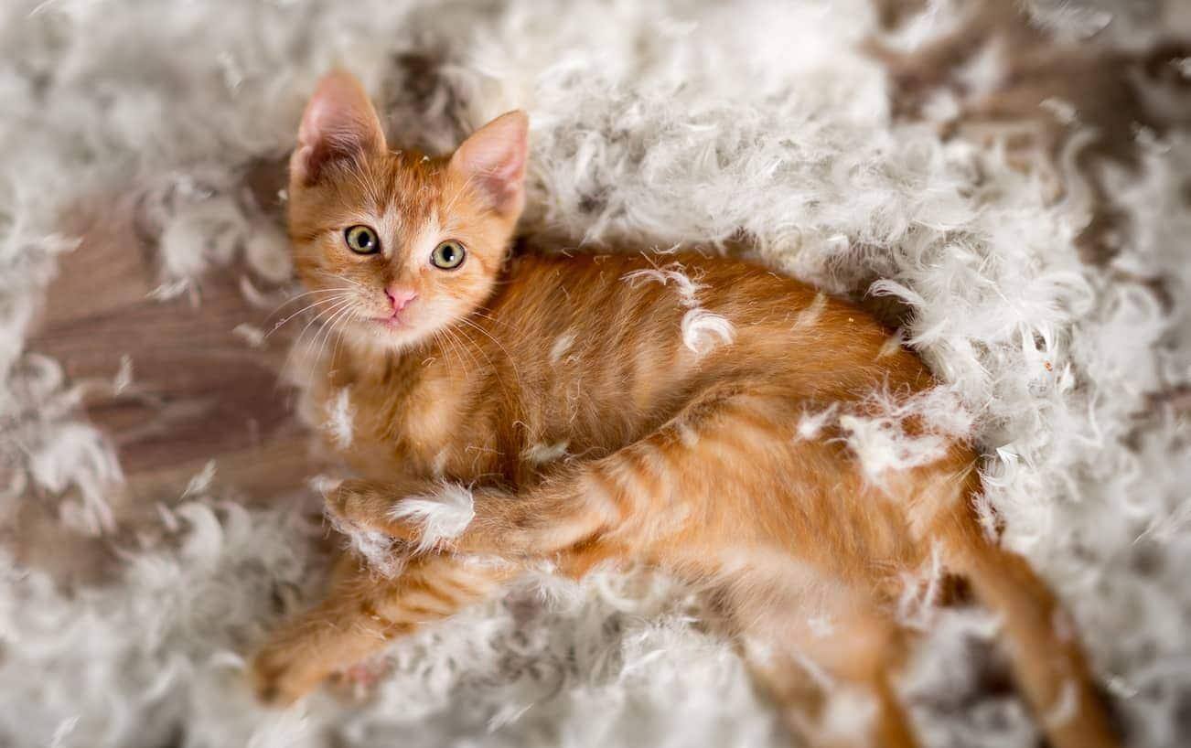 gatinho pequeno a brincar com penas