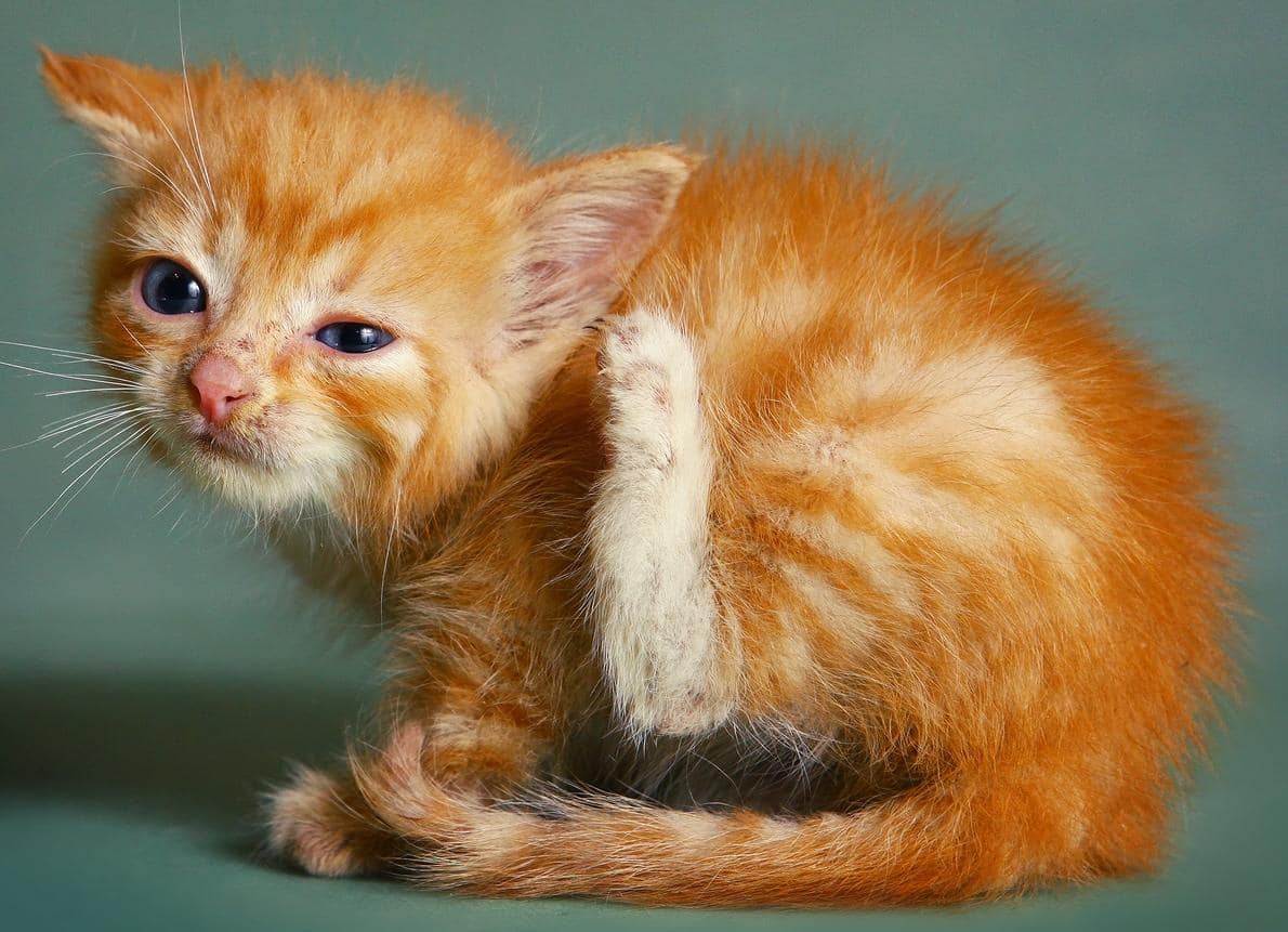 Gatinho laranja a coçar a orelha com a pata posterior.