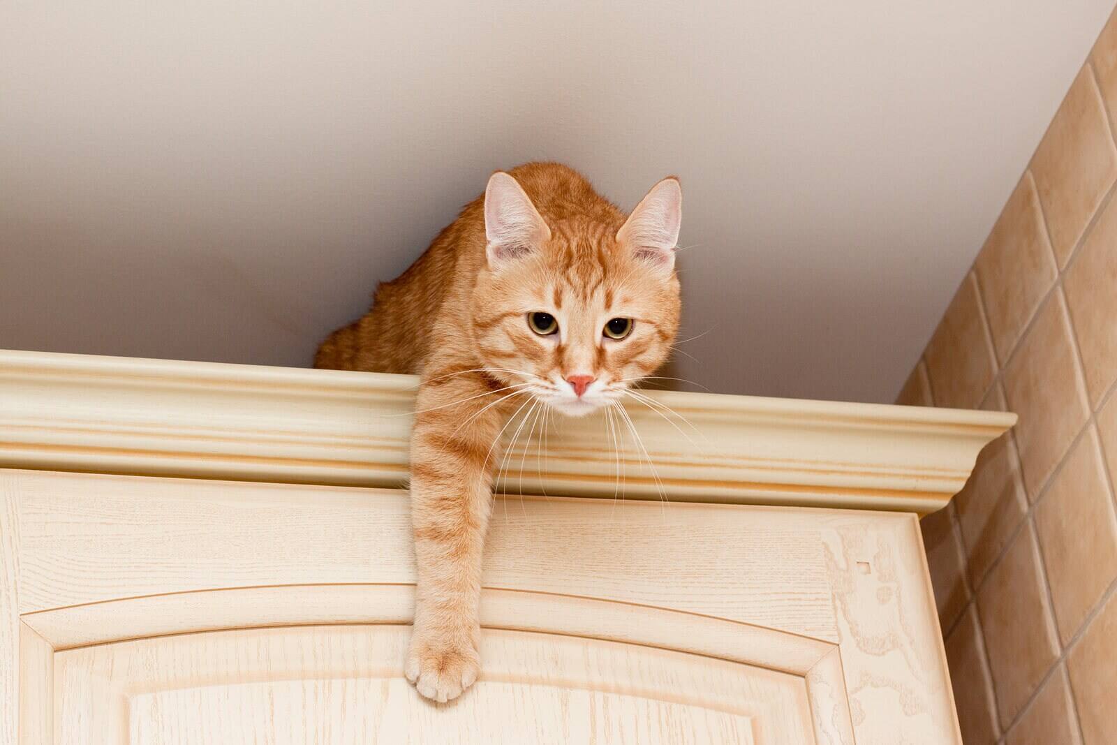 Um jovem gato malhado ruivo no topo de um armário da cozinha.
