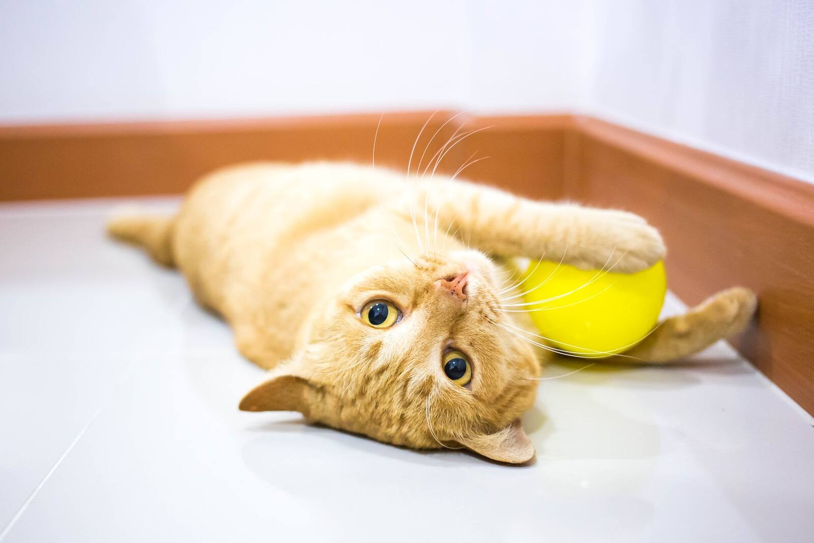 Orange tabby kitten lying down playing with yellow ball on floor