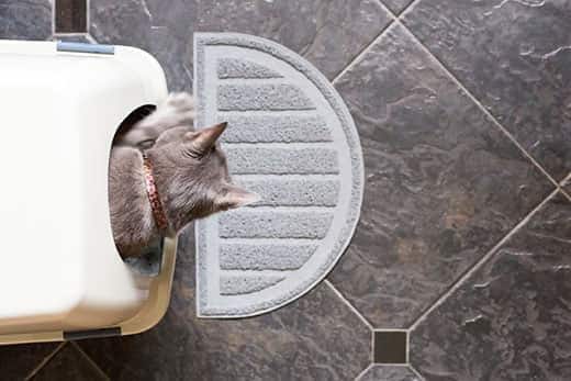Visão superior de gato cinzento com a cabeça de fora a sair da caixa de areia.