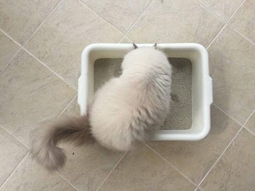 Gato persa numa caixa de areia branca sob piso de azulejo