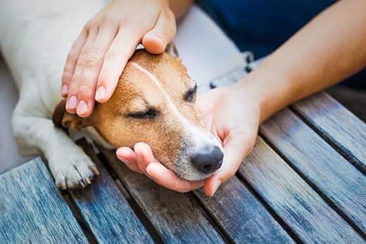 Pessoa a segurar a cabeça de um Jack Russell terrier deitado num terraço.