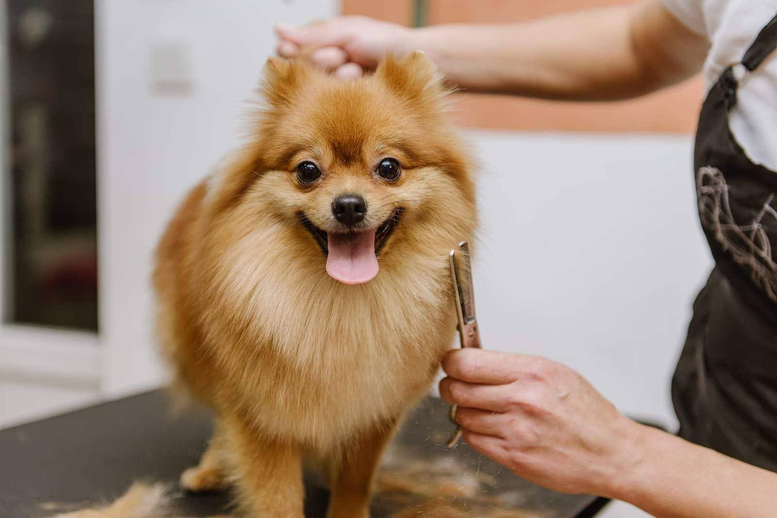 Pomeranian a ser tratado