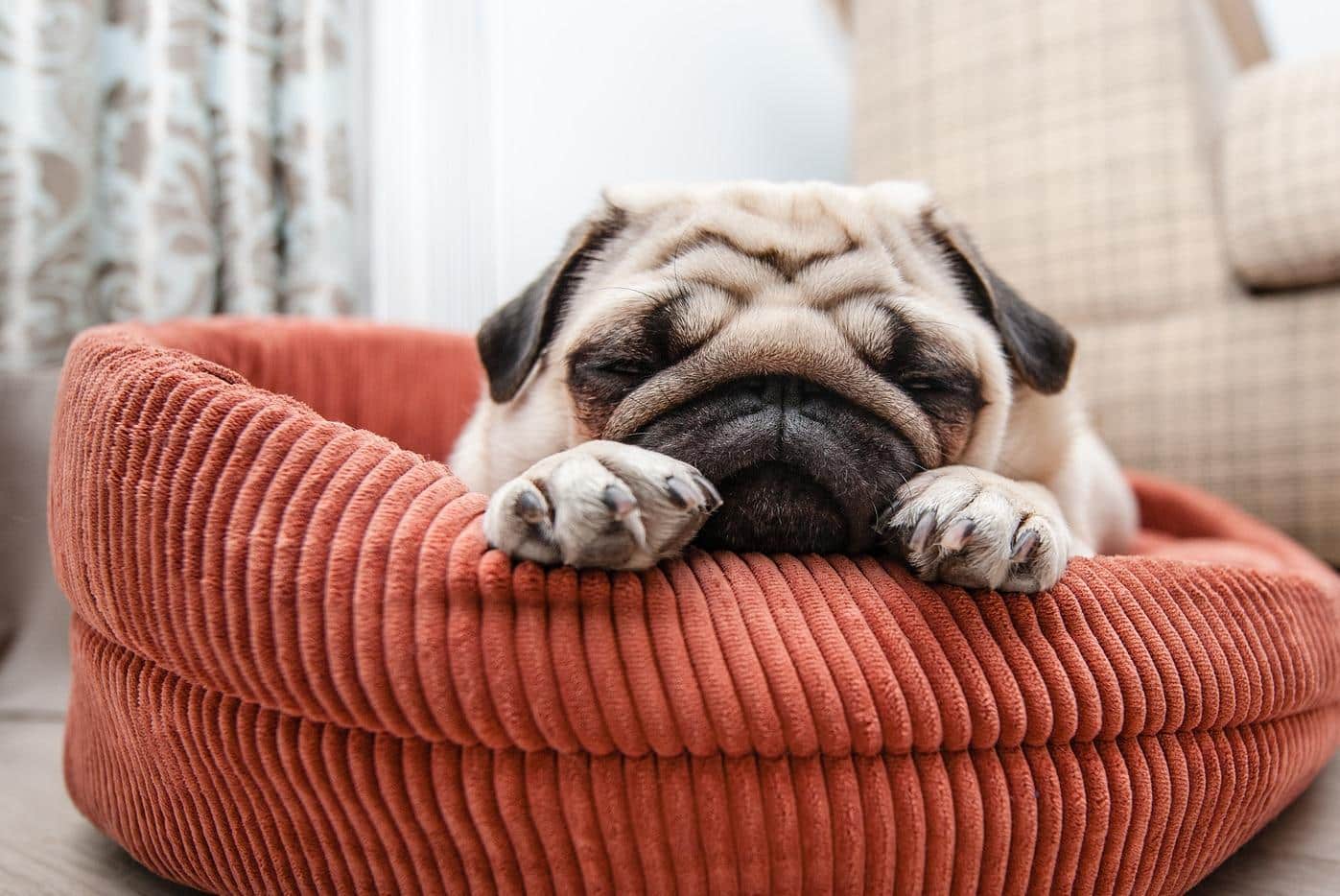 Brown pug naps in a red dog bed on the floor.