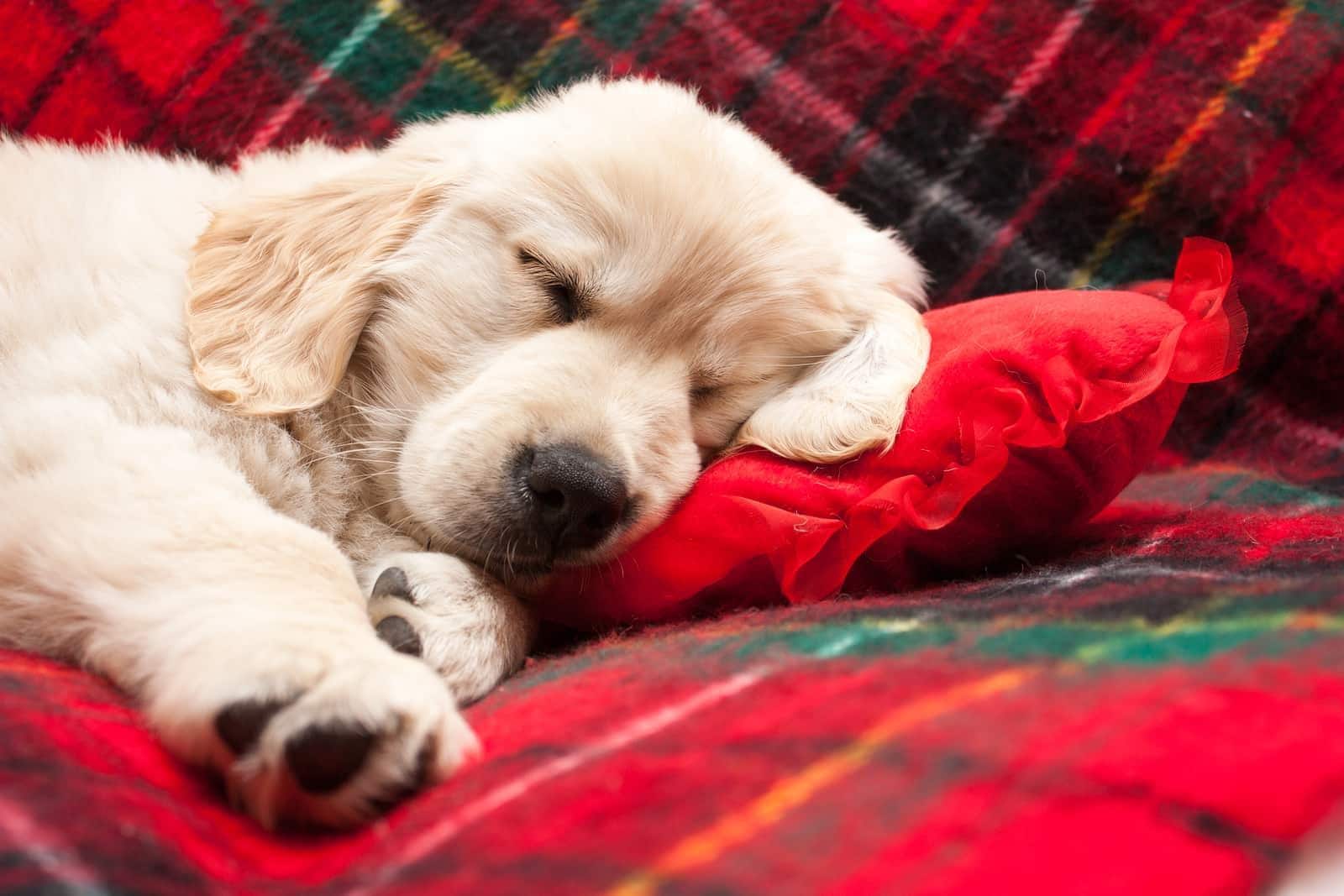 Golden retriever a dormir numa manta de flanela vermelha.