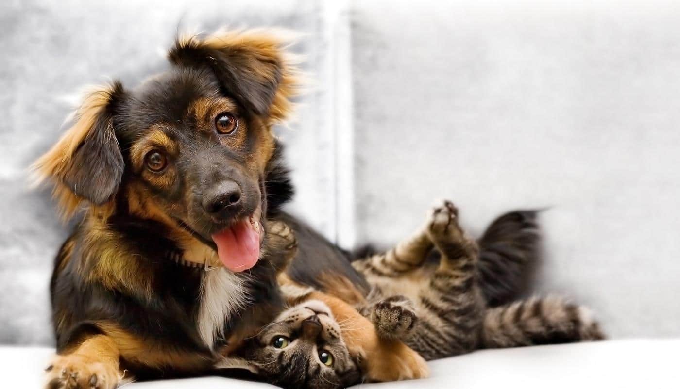 Cachorro e gatinho a brincarem num sofá