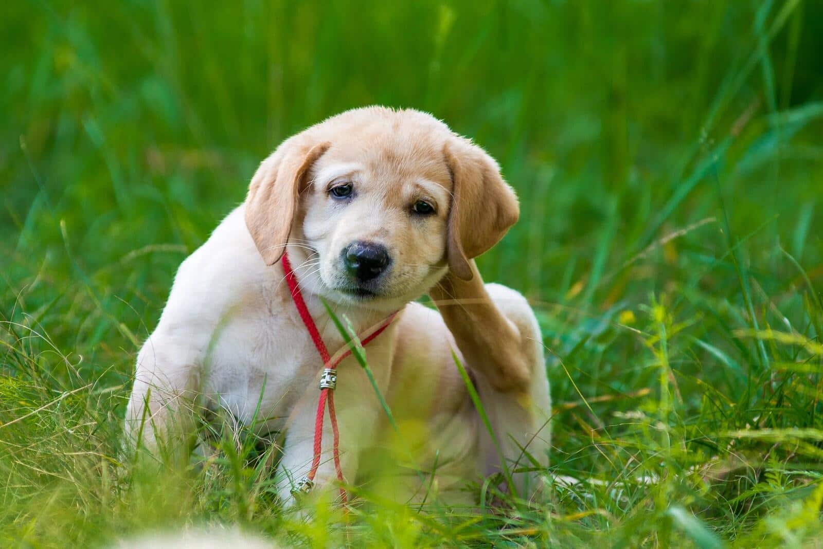 Cachorro da raça Retriever a coçar-se na relva