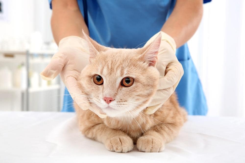 Gato laranja malhado numa clínica veterinária