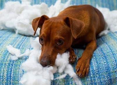 Cão castanho deitado num sofá azul deprimido depois de destruir uma almofada.