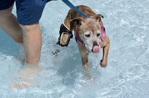 Boxer idoso de raça mista com focinho branco com cintas ortopédicas numa piscina.