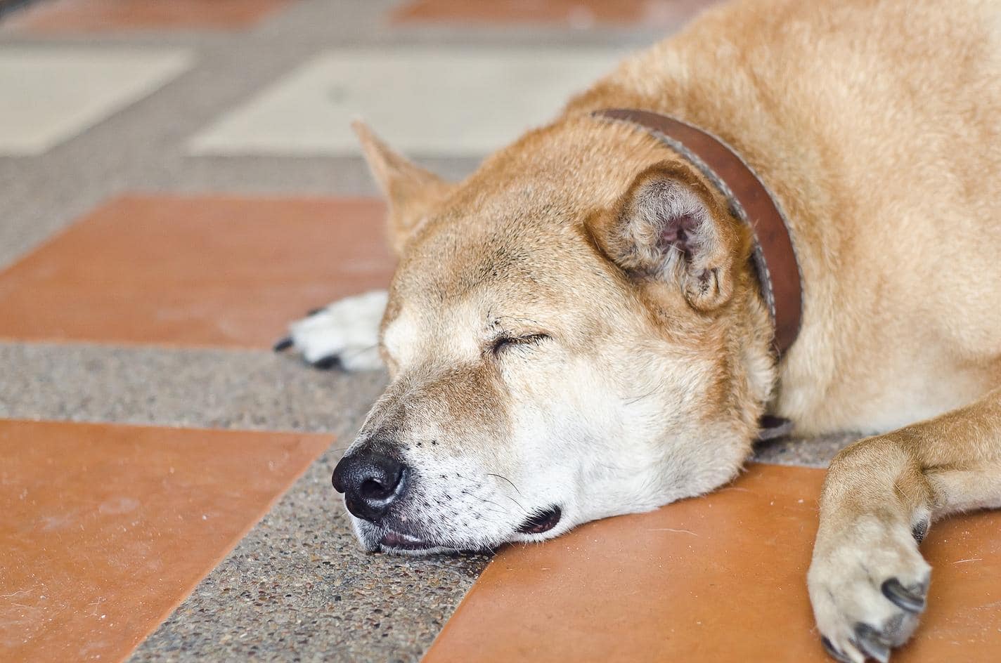 Shiba Inu a dormir no chão de azulejos laranja e cinzento