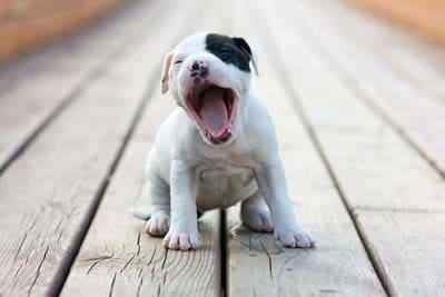 Cachorro American Staffordshire Terrier, branco com uma mancha preta no olho, boceja sentado em tábuas de madeira