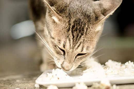 Gato às riscas a comer arroz de um prato.
