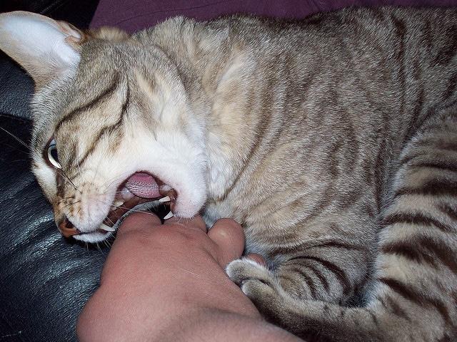 Gato às riscas morde a mão do tutor enquanto está sentado ao colo