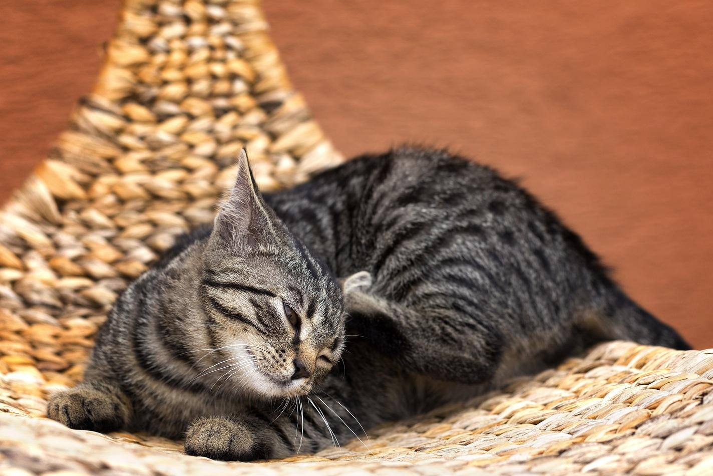 Gato cinzento às riscas a coçar-se numa cadeira no jardim