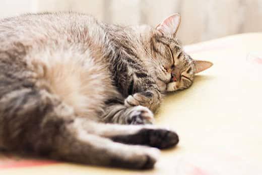 Gato cinzento às riscas a dormir.