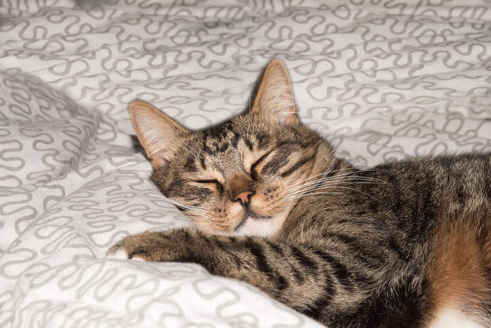 Gato a descansar gato num sofá com plano de fundo desfocado gato divertido e adorável gato doméstico gato a relaxar gato a descansar gato a brincar em casa gato elegante