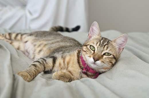 Gato tigrado cinzento deitado na cama