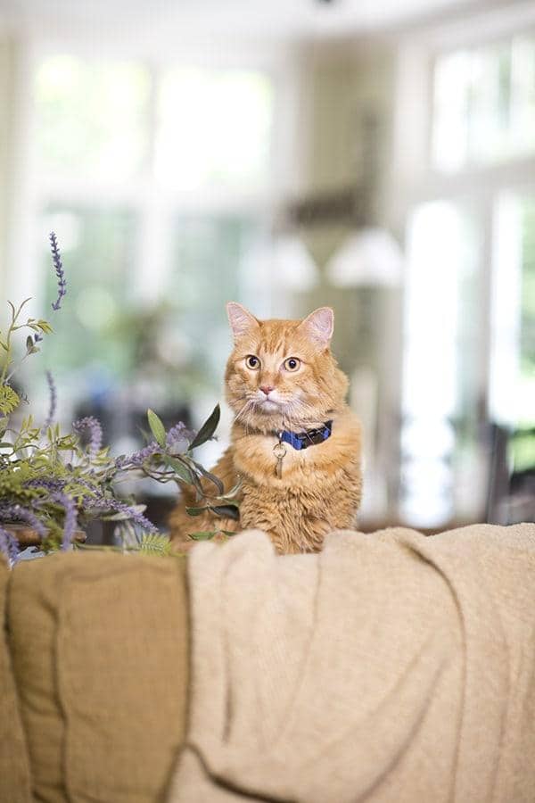 Gato malhado laranja sentado atrás de um sofá castanho junto a uma planta lilás
