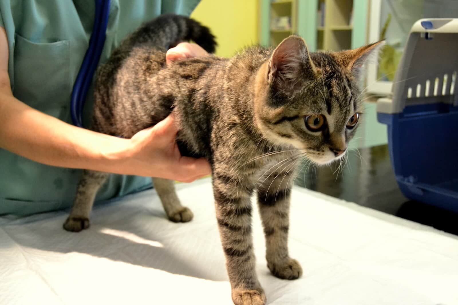 Gatinho malhado castanho a ser examinado por um veterinário.