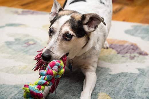 Um terrier a jogar ao puxa com uma corda colorida.