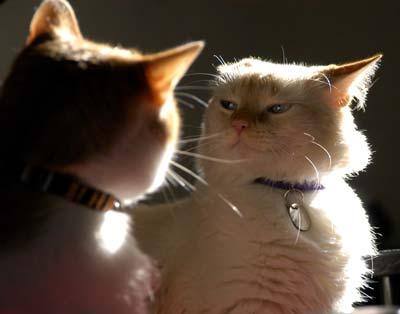 dois gatos, um com ar furioso (algum ruído em tamanho completo)