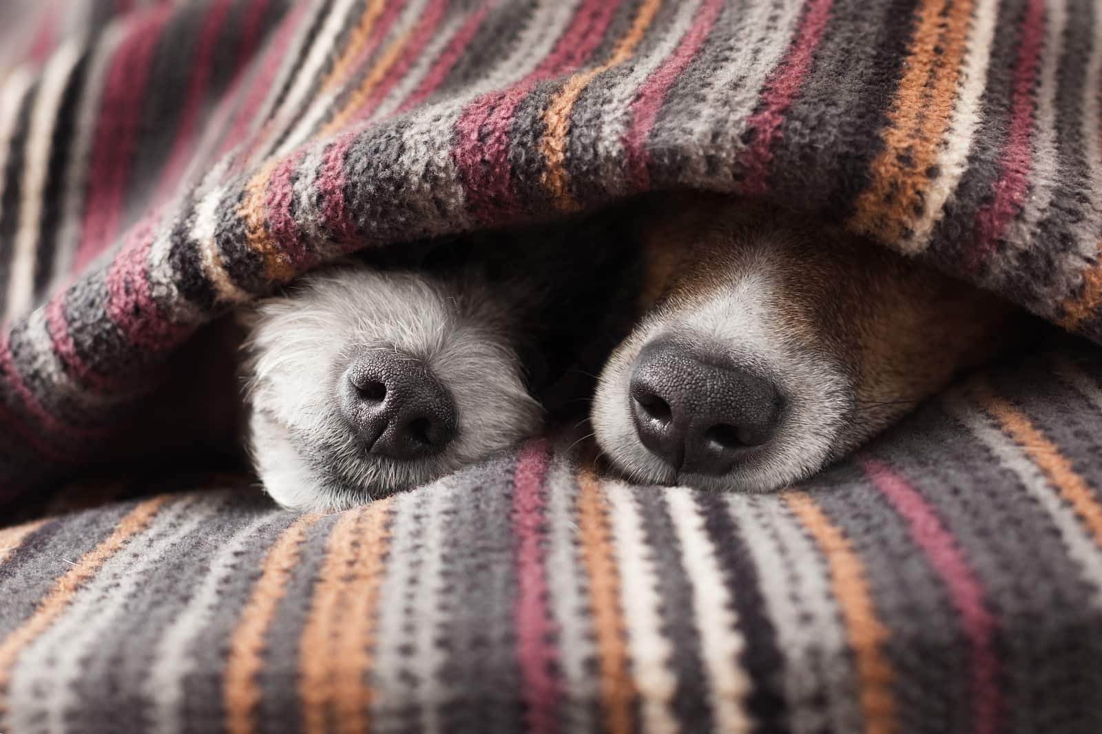 Dois narizes de cães a espreitar por baixo de um cobertor
