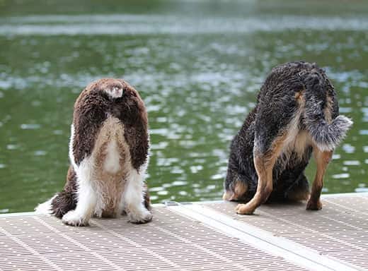 Dois cães a olhar de uma doca para a água