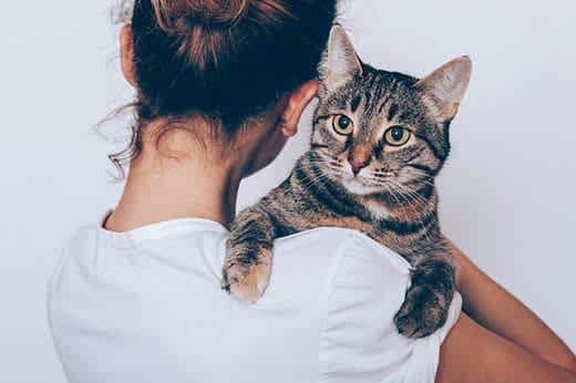 Mulher jovem irreconhecível a segurar o seu gato às riscas, que parece estar sério. Tutora a abraçar o animal de companhia sobre fundo branco.