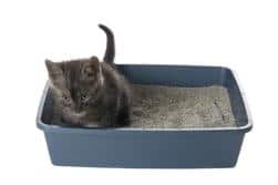 Gato numa caixa de areia
