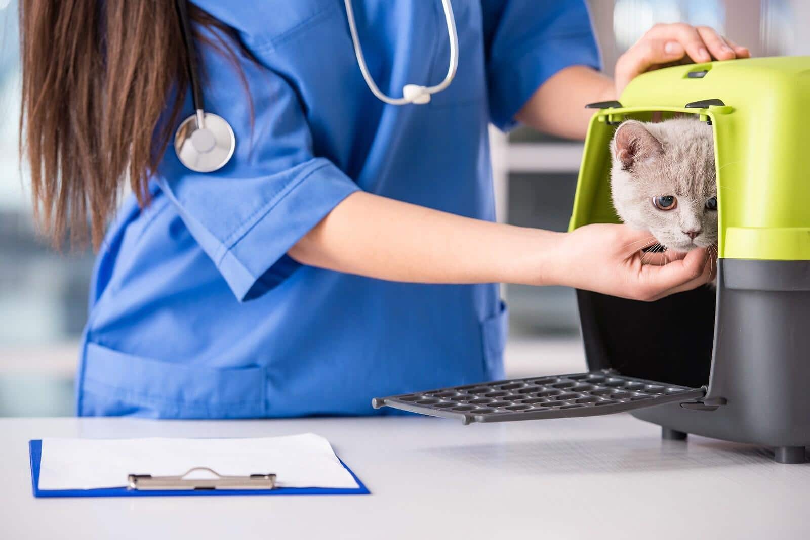 vet-checking-cat-in-cat-carrier Veterinarian checking on a cat in a cat carrier.