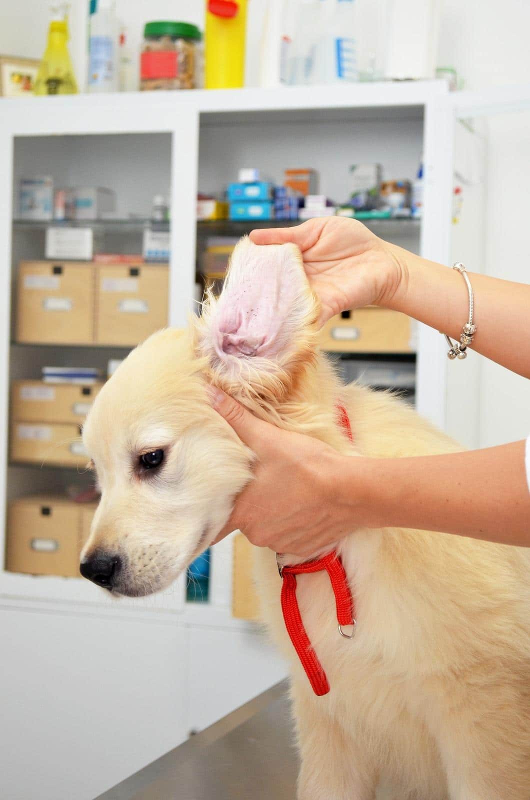Golden retriever no veterinário submetido a exame aos ouvidos