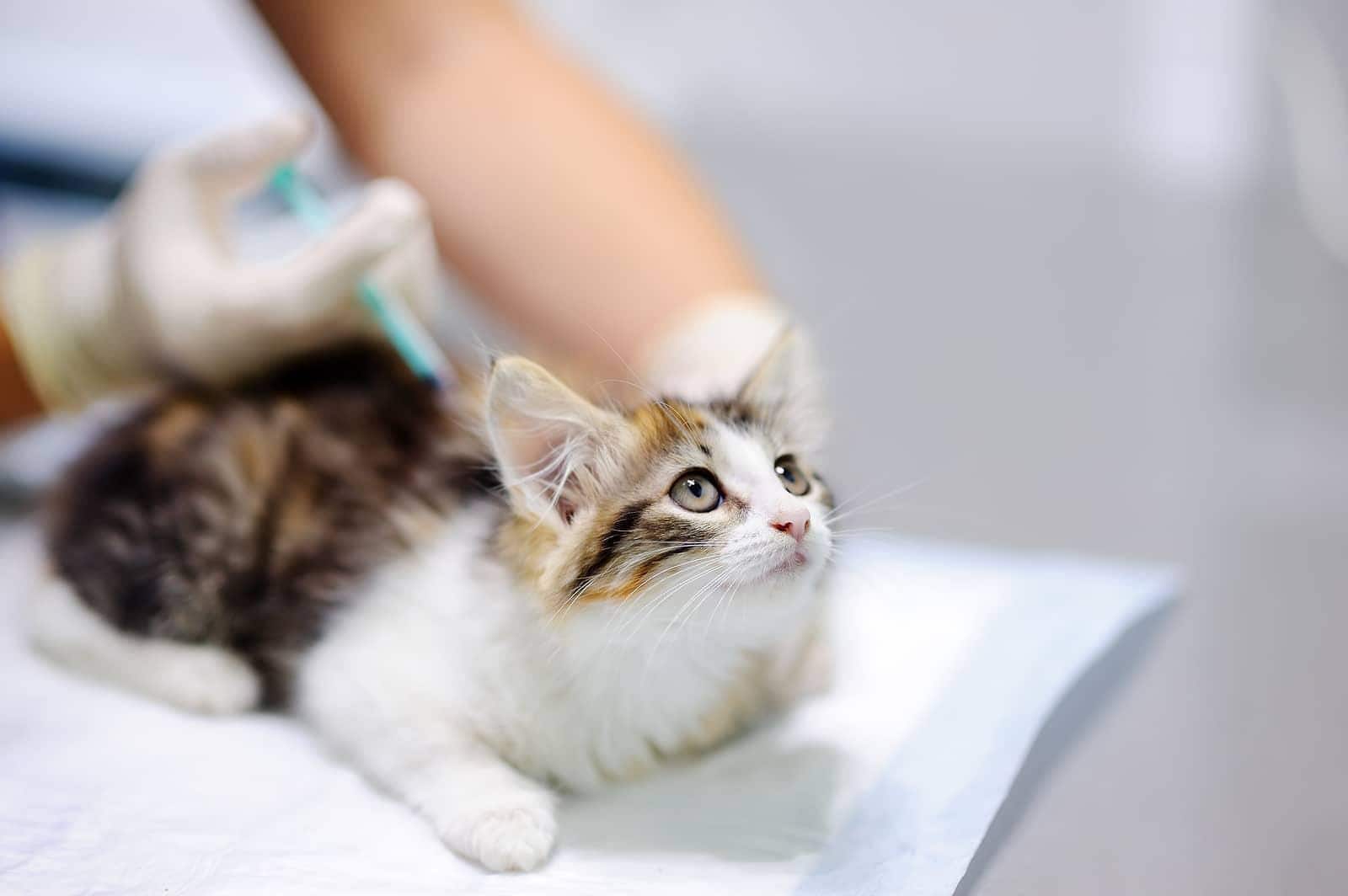 Veterinário a vacinar gatinho