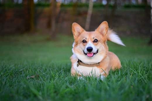 Corgi Pembroke sorridente deitado na relva verde