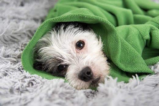 Cão preto e branco deitado num tapete enrolado numa camisola verde.