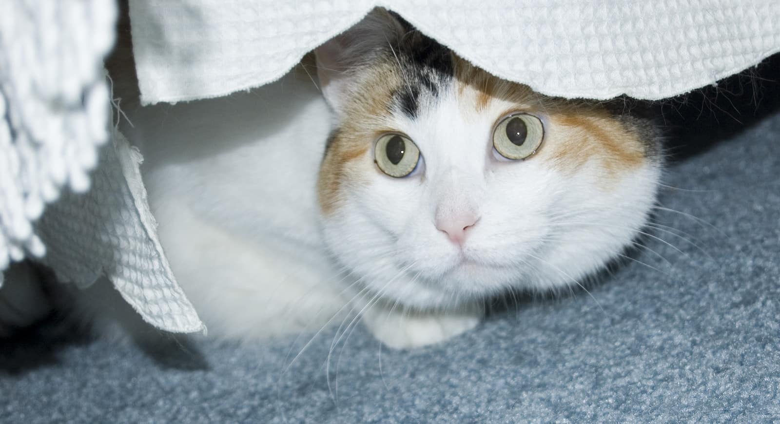 Gato branco escondido debaixo da cama.