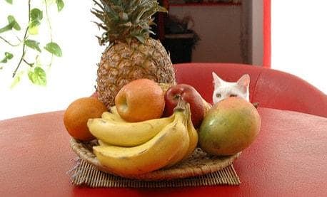 Gato branco a olhar para taça de fruta numa mesa vermelha
