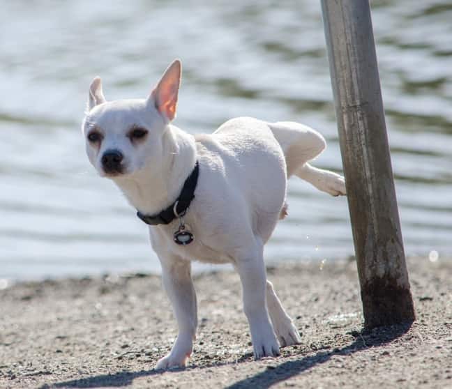 Chihuahua branco a urinar num poste na praia