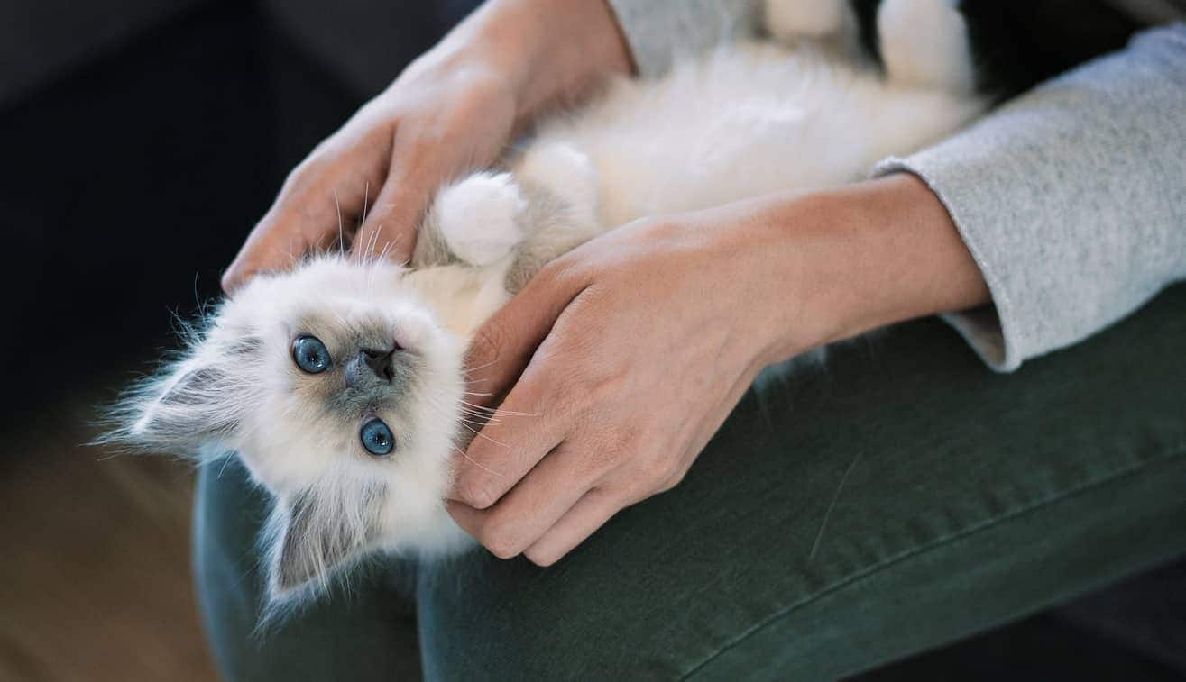 Gatinho branco deitado de costas no colo de um ser humano.