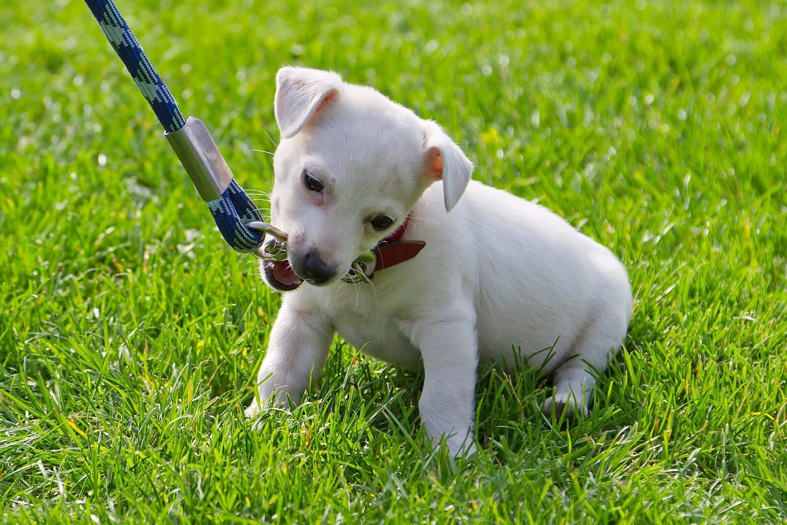 Cachorrinho branco mastiga a trela sentado na relva.