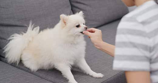 Mulher a dar de comer a um pomeranian branco  à mão sentado num sofá de tecido cinzento.
