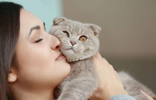 Mulher segura um gato Scottish Fold cinzento contra o seu rosto em forma de aconchego.