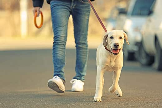 Tutor e Labrador a passear pela cidade sob um fundo desfocado