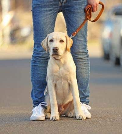 Cachorro labrador sentado no meio dos pés do tutor com trela